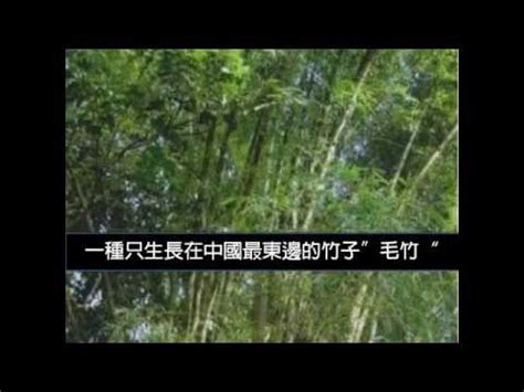 玉井工商打架 竹子生長速度